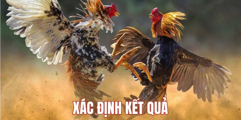 Kết quả trận chiến trong cược đá gà