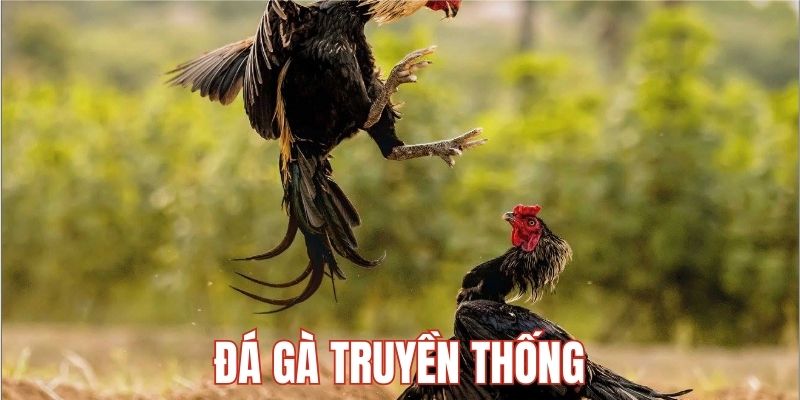 Đá gà truyền thống thu hút người chơi