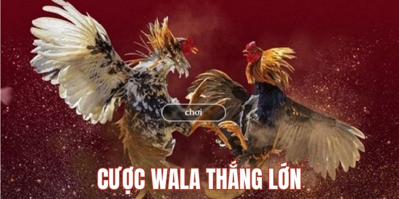 Chơi Wala có thưởng cao