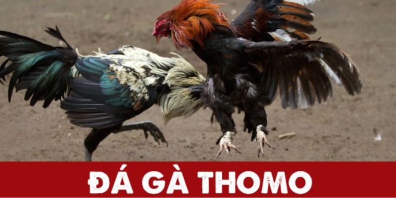 Đá gà Thomo